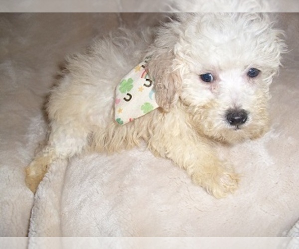 Medium Photo #2 Maltipoo (Toy) Puppy For Sale in MADISON, MS, USA