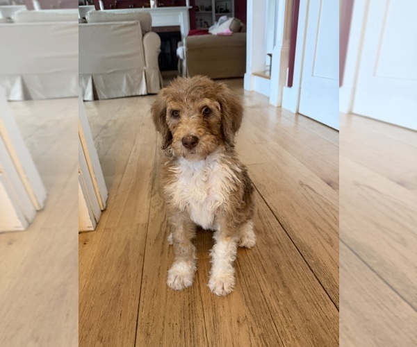 Medium Photo #1 Bernedoodle Puppy For Sale in CHILMARK, MA, USA