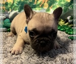 Small Photo #10 French Bulldog Puppy For Sale in BOLIVAR, MO, USA