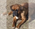 Small Photo #1 Boxer Puppy For Sale in ABBEVILLE, SC, USA