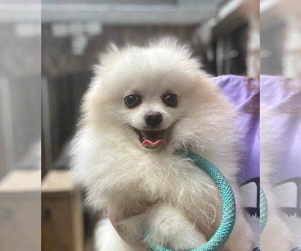 Medium Photo #1 Pomeranian Puppy For Sale in Matawan, NJ, USA