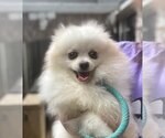 Small Pomeranian