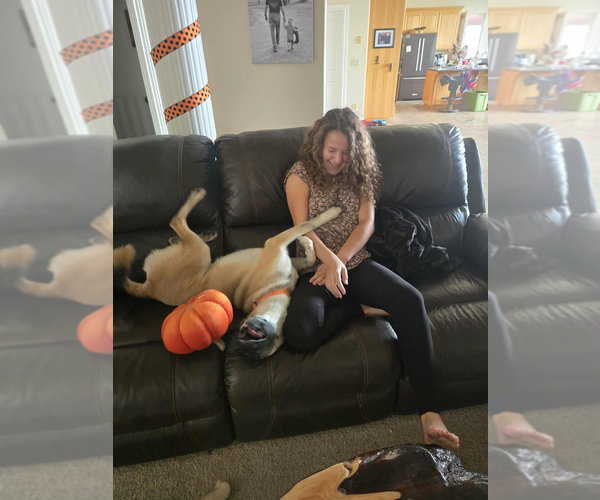 Medium Photo #4 Mutt Puppy For Sale in Imlay City, MI, USA