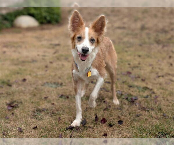 Medium Photo #1 Border Collie Puppy For Sale in McKinleyville, CA, USA