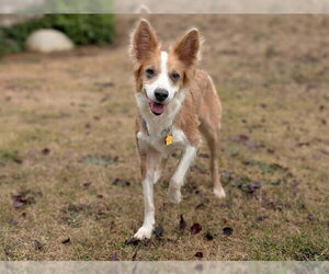 Border Collie Dogs for adoption in McKinleyville, CA, USA