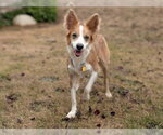 Small Border Collie