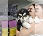Small Photo #1 Alaskan Malamute Puppy For Sale in CAMBRIDGE, ID, USA
