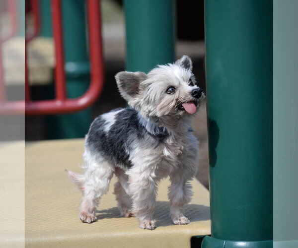 Medium Photo #11 Mutt Puppy For Sale in Gretna, NE, USA