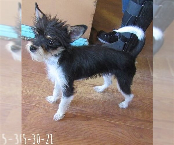 Medium Photo #15 Italian Greyhuahua Puppy For Sale in Apple Valley, CA, USA