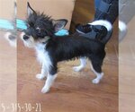 Small Photo #15 Italian Greyhuahua Puppy For Sale in Apple Valley, CA, USA