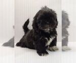 Small Photo #11 Shih Tzu Puppy For Sale in BRANDON, FL, USA
