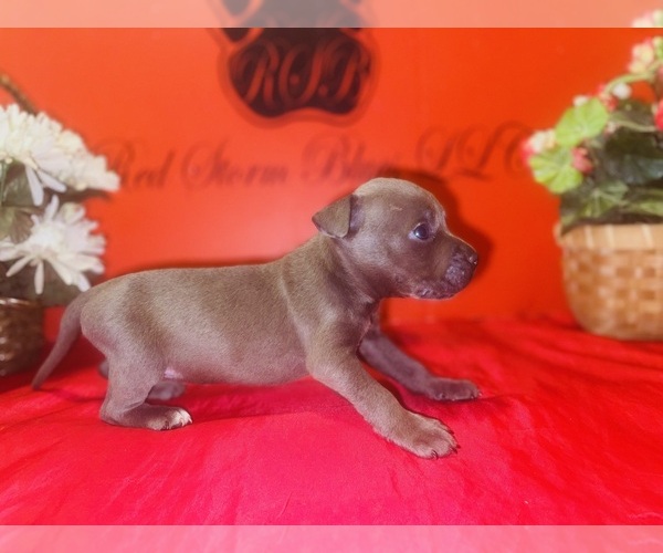 Medium Photo #3 American Pit Bull Terrier Puppy For Sale in TRENTON, NJ, USA