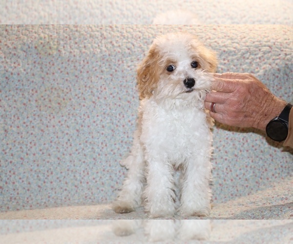 Medium Photo #10 Goldendoodle (Miniature) Puppy For Sale in DYERSBURG, TN, USA