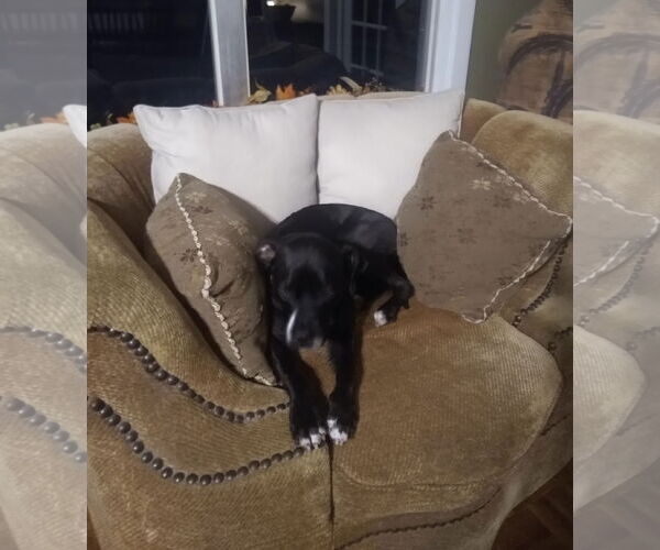 Medium Photo #10 Boxer-Unknown Mix Puppy For Sale in Sanford, FL, USA