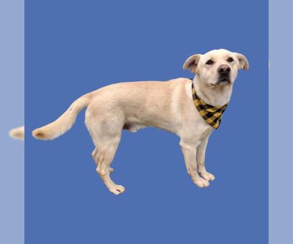 Medium Photo #1 Labrador Retriever Puppy For Sale in Bakersfield, CA, USA