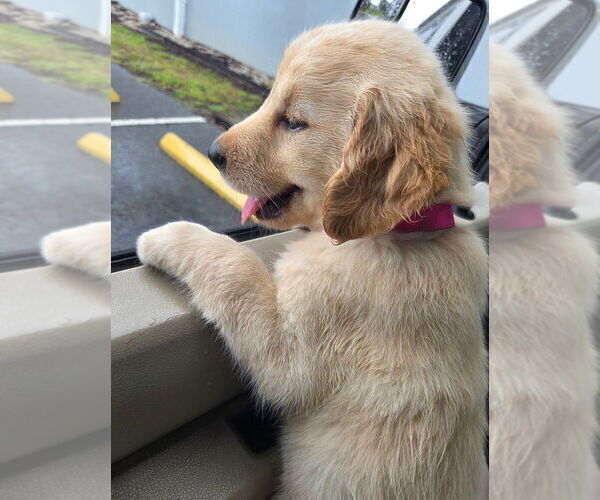 Medium Photo #12 Golden Retriever Puppy For Sale in PLANT CITY, FL, USA