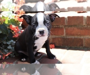 Boston Terrier Puppy for sale in SHILOH, OH, USA
