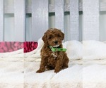 Puppy Sunny Poodle (Miniature)
