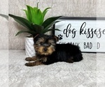 Small #1 Yorkshire Terrier