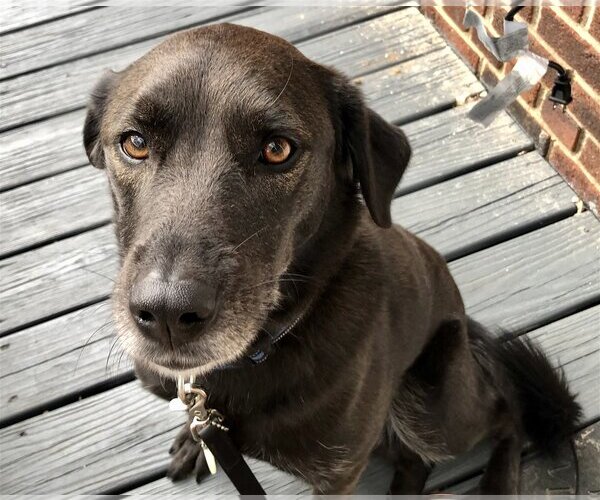 Medium Photo #1 Labrador Retriever-Unknown Mix Puppy For Sale in COLUMBIA, MD, USA