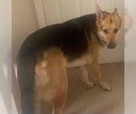 Small #1 German Shepherd Dog Mix
