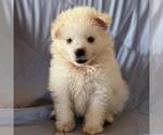 Small #3 American Eskimo Dog