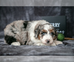 Puppy River Aussiedoodle Miniature 