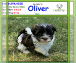 Image preview for Ad Listing. Nickname: Oliver