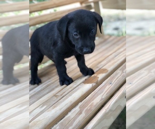 Medium Photo #21 Labrador Retriever Puppy For Sale in SPENCER, TN, USA
