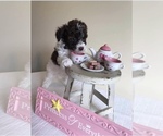 Small Photo #8 YorkiePoo Puppy For Sale in BURKESVILLE, KY, USA