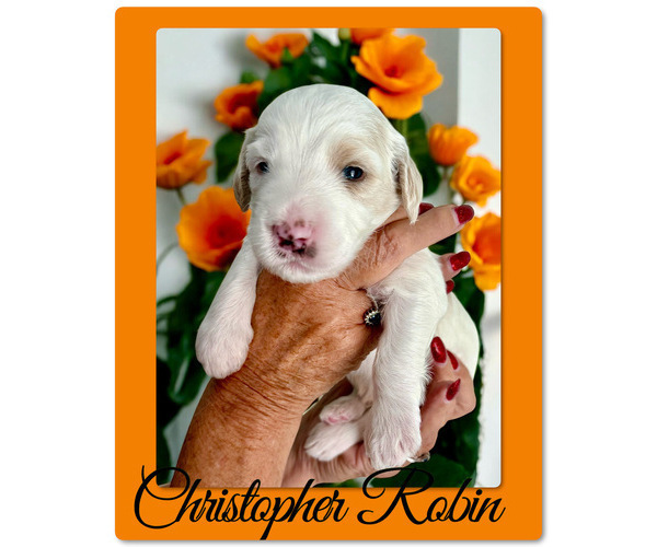 Medium Photo #3 Bernedoodle-Poodle (Standard) Mix Puppy For Sale in MENIFEE, CA, USA