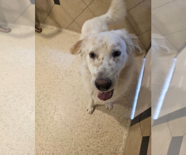 Medium Photo #13 Great Pyrenees-Unknown Mix Puppy For Sale in Houston, TX, USA