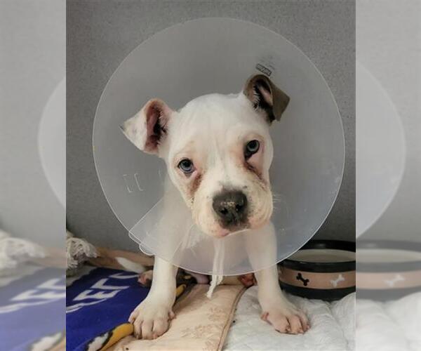 Medium Photo #1 French Bulloxer Puppy For Sale in Camarillo, CA, USA