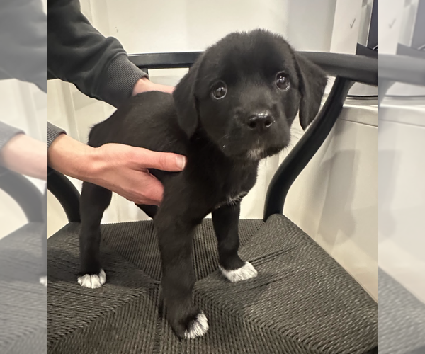 Medium Photo #1 Mutt Puppy For Sale in Brooklyn, NY, USA