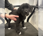 Small Mutt