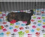 Small Photo #9 Havashire Puppy For Sale in ORO VALLEY, AZ, USA