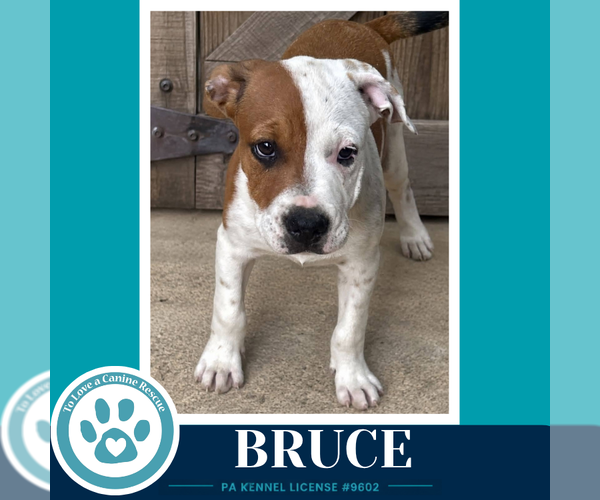Medium Photo #4 American Bulldog-Unknown Mix Puppy For Sale in Kimberton, PA, USA