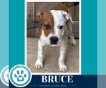 Small #3 American Bulldog Mix