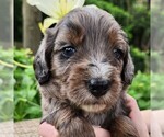 Small #2 F2 Aussiedoodle