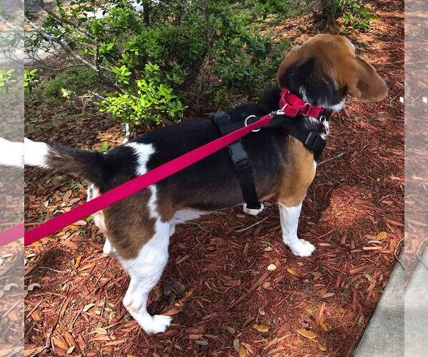 Medium Photo #6 Beagle Puppy For Sale in Dunnellon, FL, USA