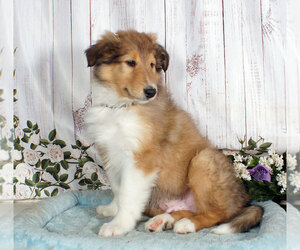 Collie Puppy for sale in PENNS CREEK, PA, USA