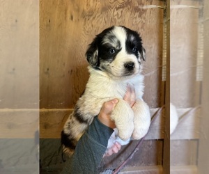 Australian Shepherd-Great Pyrenees Mix Puppy for sale in CHARLESTOWN, IN, USA