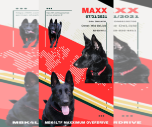 Father of the German Shepherd Dog puppies born on 06/06/2025