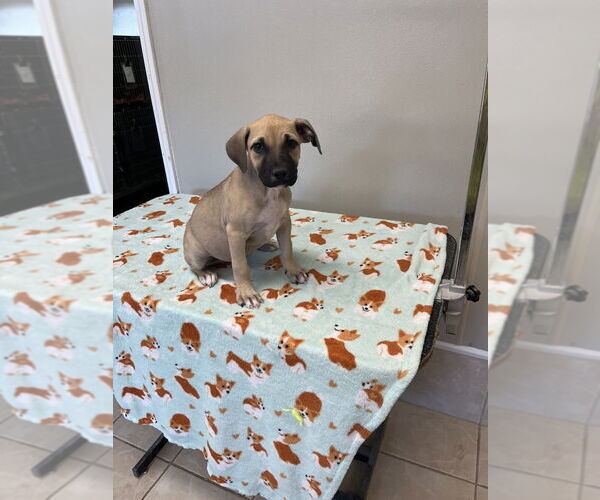Medium Photo #2 Mutt Puppy For Sale in Osgood, IN, USA