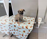 Small #1 Mutt