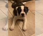 Small Photo #1 Olde English Bulldogge Puppy For Sale in ROCHESTER, NY, USA