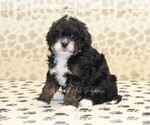 Small #2 Cavapoo-Miniature Bernedoodle Mix