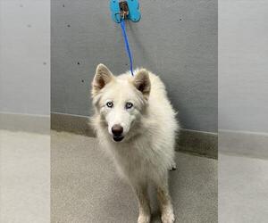 Siberian Husky-Unknown Mix Dogs for adoption in Las Vegas, NV, USA