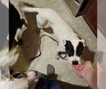Small #2 Boxer Mix