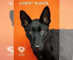 German Shepherd Dog Dogs for adoption in Stockton, CA, USA